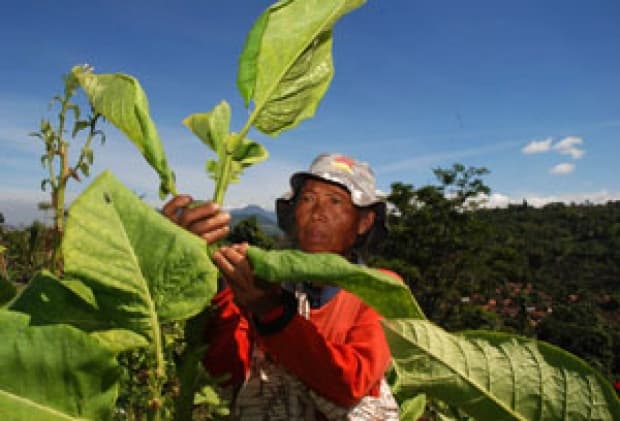 Revisi Regulasi Pengendalian Tembakau: Antara Industri dan Kesehatan