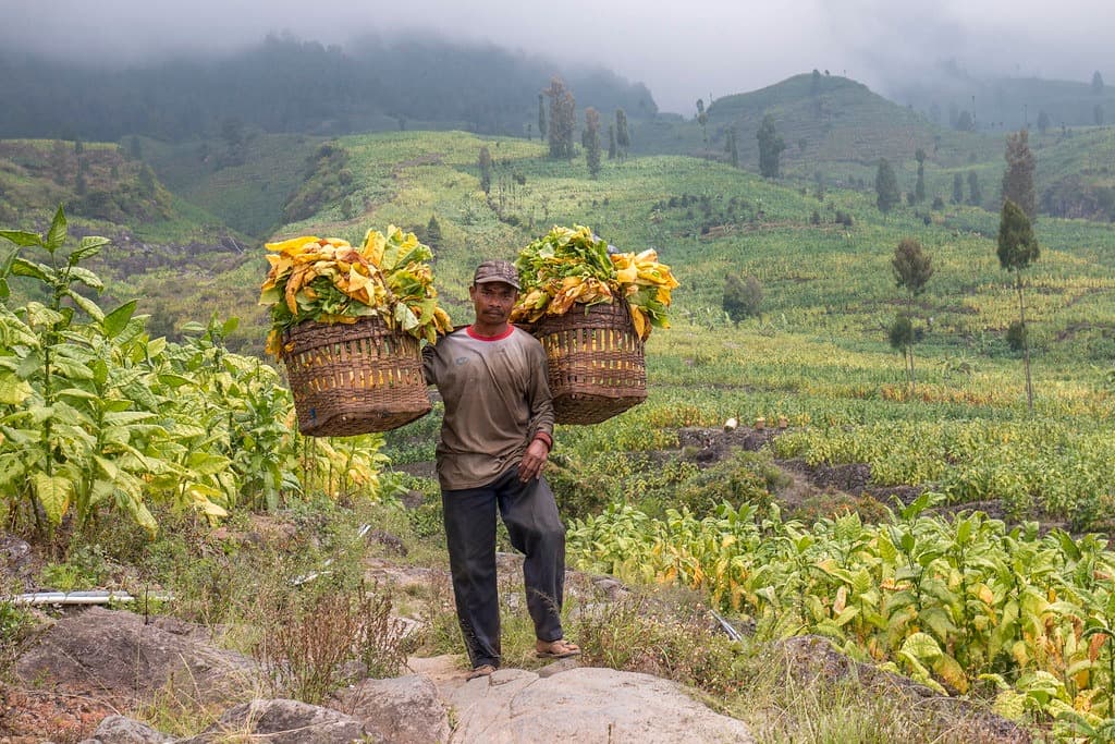 Petani Tembakau Butuh Pendampingan Tata Niaga