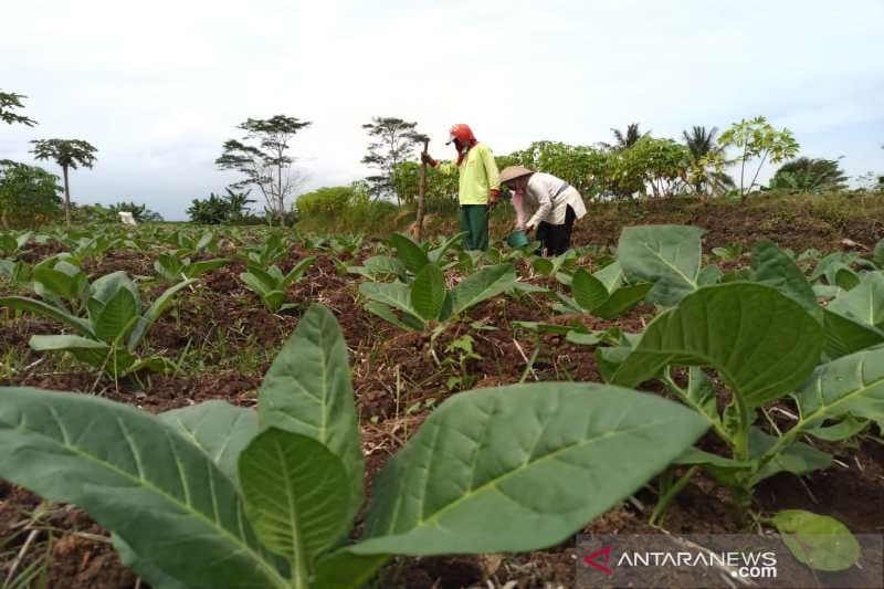 Janji-janji Pemda untuk Petani Sukses Alih Tanam