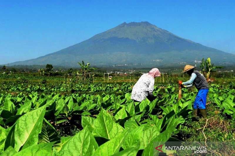 Bukan Kenaikan Cukai yang Bikin Petani Tembakau Merugi