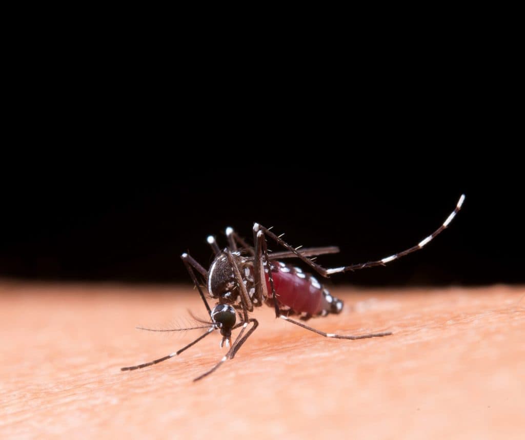 BRIN Sarankan Strategi dan Teknologi Inovatif Pengendalian Vektor Dengue di Indonesia