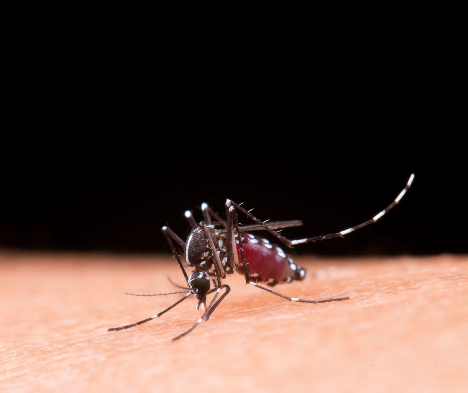 BRIN Sarankan Strategi dan Teknologi Inovatif Pengendalian Vektor Dengue di Indonesia