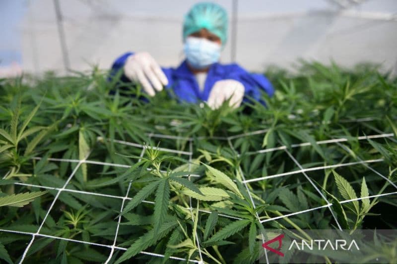 Menjernihkan Pemahaman tentang Ganja Medis
