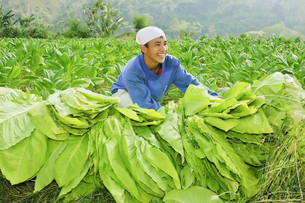 Siapakah Pembunuh Petani Tembakau Sebenarnya?
