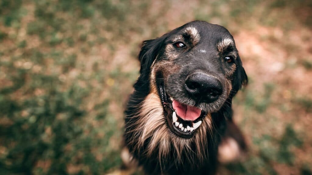 Komitmen Kalbe Farma Atasi Kasus Rabies