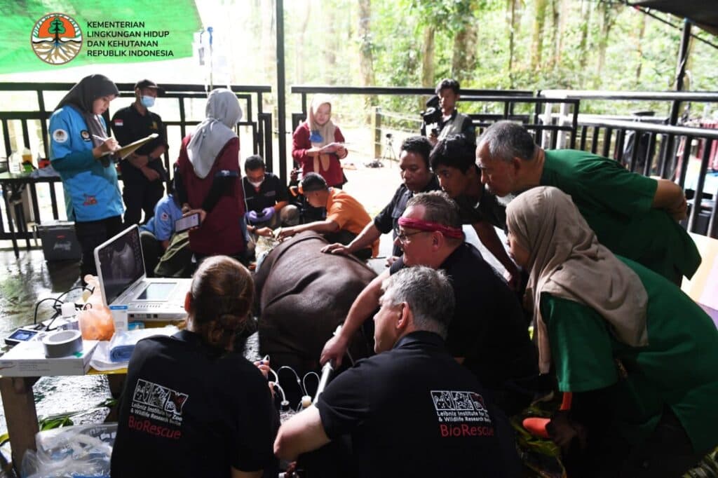 Inovasi Bayi Tabung Badak, Upaya Lestarikan Badak Sumatra di Kalimantan