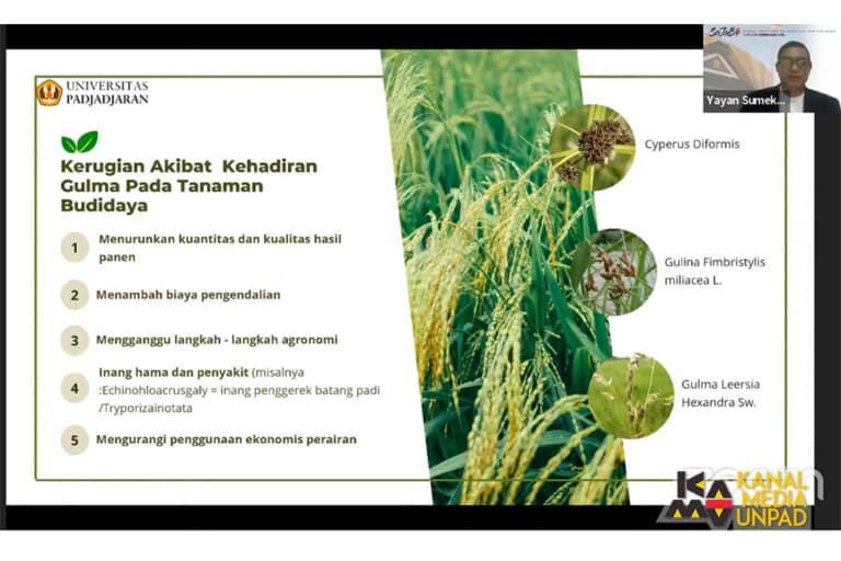 Guru Besar Fakultas Pertanian Unpad Prof. Yayan Sumekar menjadi pembicara pada diskusi Satu Jam Berbincang Ilmu (Sajabi) “Pengelolaan Gulma untuk Produktivitas Tanaman Pangan” yang diselenggarakan Dewan Profesor Unpad secara daring, Sabtu (23/3/2024). Dok. Hasil Tangkapan Layar Humas Unpada