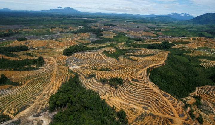 WALHI Kecam Pernyataan Tak Butuh Hutan untuk Sawah