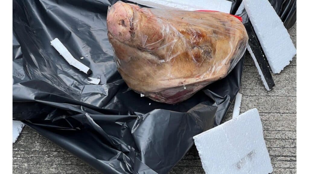 Tempo Mendapat Intimidasi Kiriman Kepala Babi