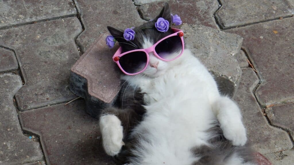 Kucing peliharaan. (Sumber foto: Canva/2025)