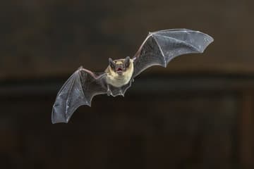 Rabies yang Berasal dari Sumber Selain Anjing