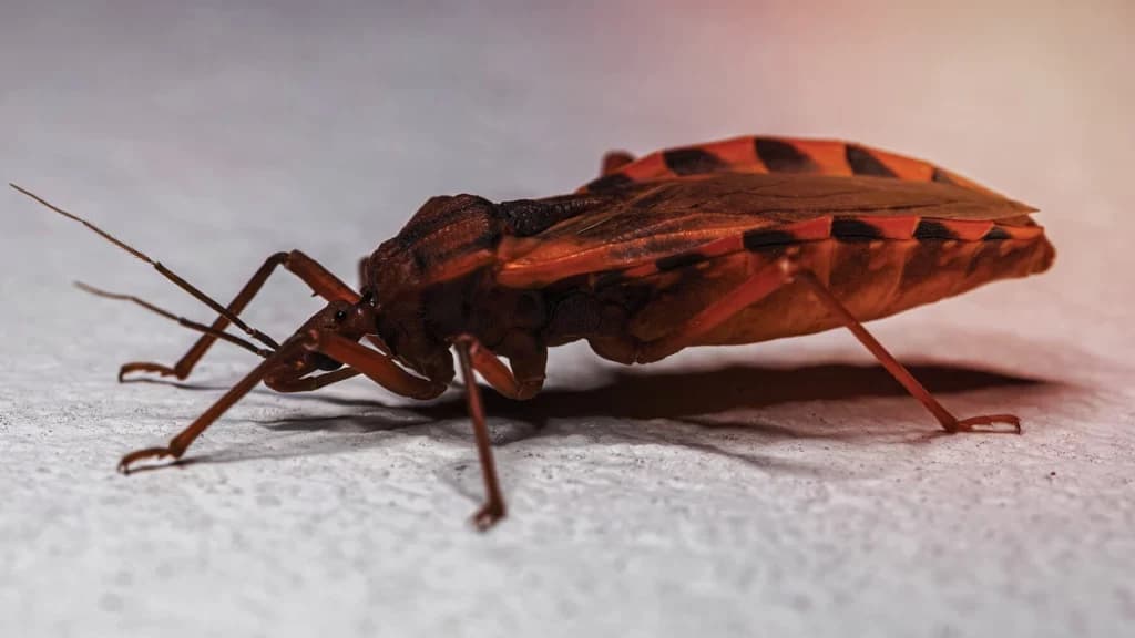 Apa Penyakit Chagas atau Tripanosomiasis Amerika?