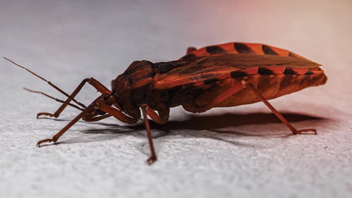 Apa Penyakit Chagas atau Tripanosomiasis Amerika?