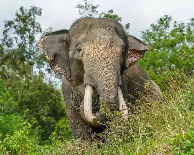 Persidangan Perkara Gajah Pelalawan Ungkap Rantai Perdagangan