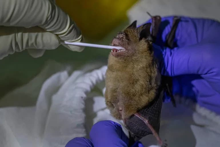 Hadapi Ancaman Zoonosis dan Keamanan Pangan, Perkuat One Health