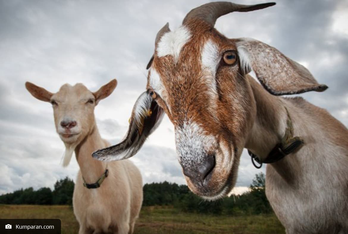 Risiko Zoonosis pada Hewan Kurban