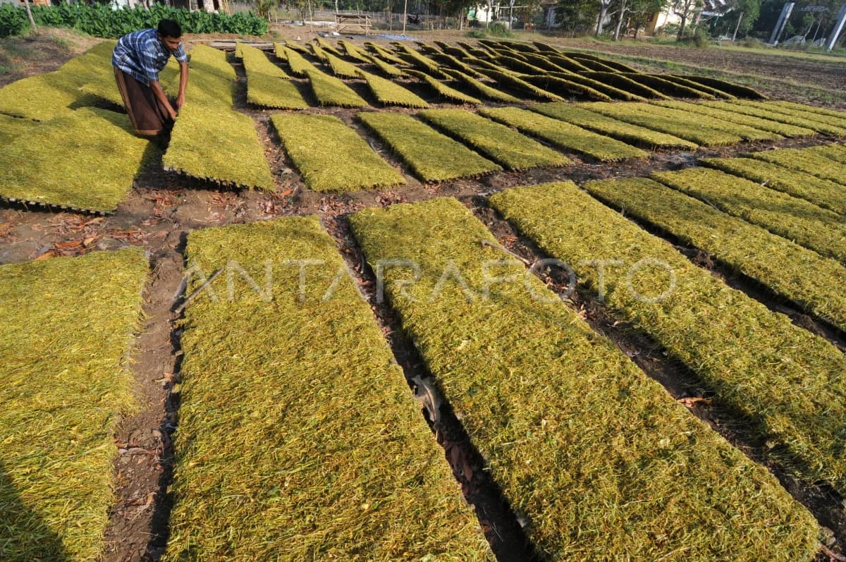 Kawasan Ekonomi Khusus Tembakau Madura, Karpet Merah bagi Industri Rokok