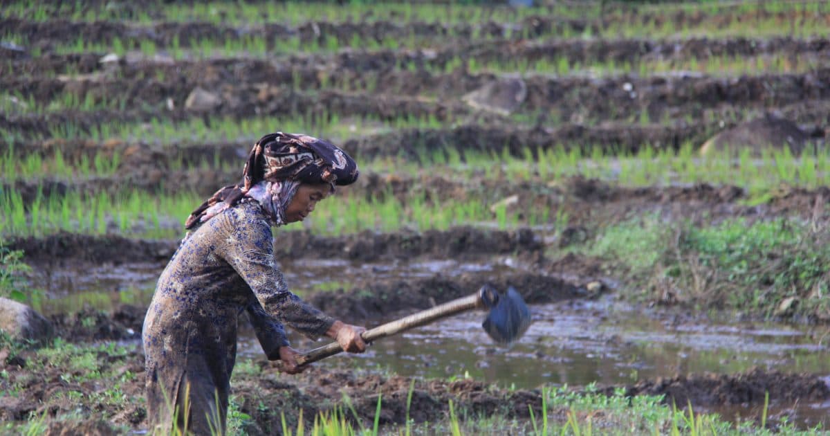 Kisah Masyarakat Bujang Raba Hasilkan Rp3,5 Miliar dari Menjaga Hutan