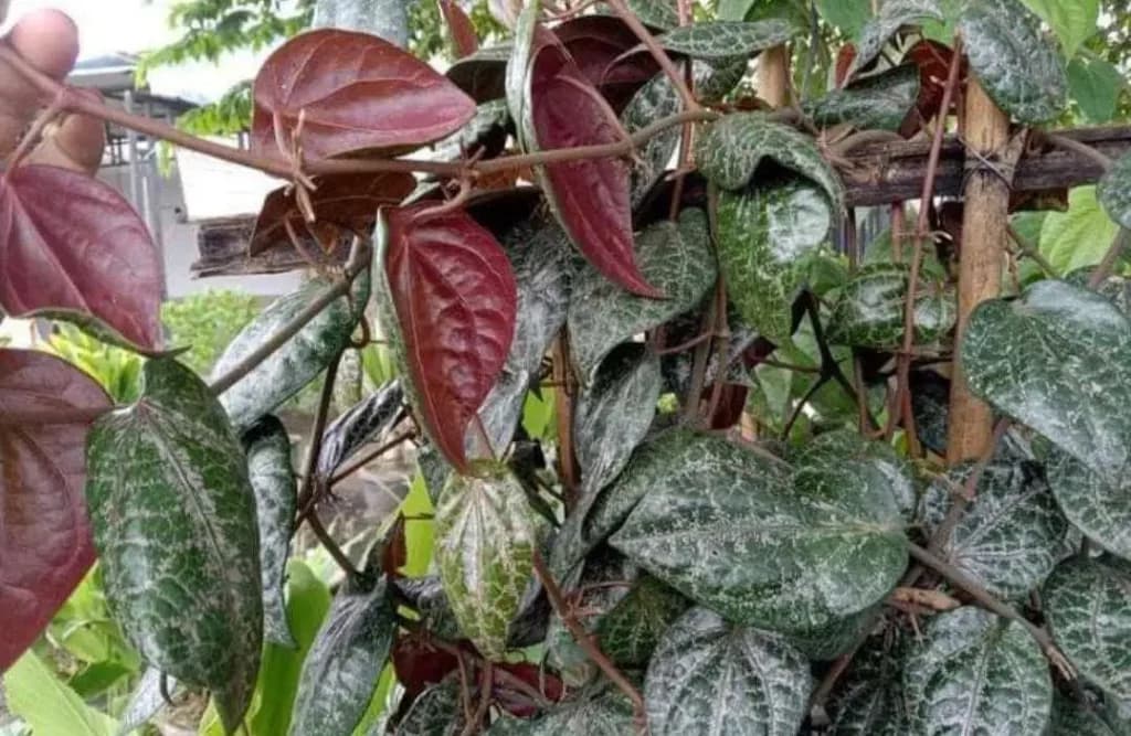 Sirih Merah Kini Jadi Bahan Kosmetik Lokal, Rahasia Cerahkan Kulit