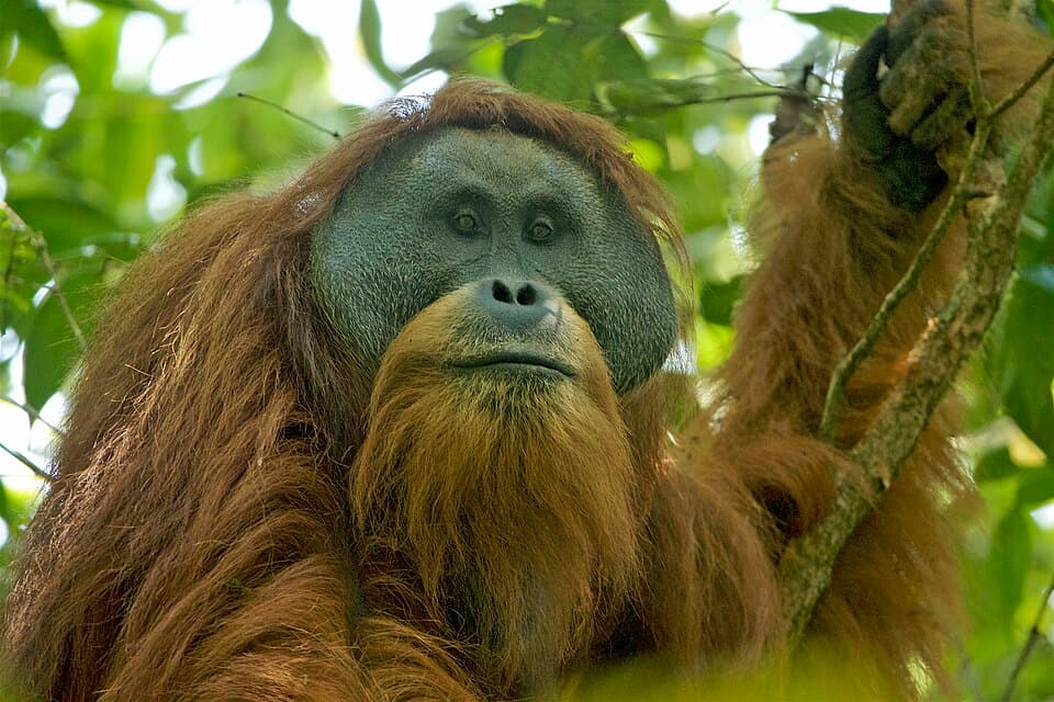 Populasi Orang Utan Sumatra Turun Hampir 20 Persen, Prioritas Konservasi yang Mendesak