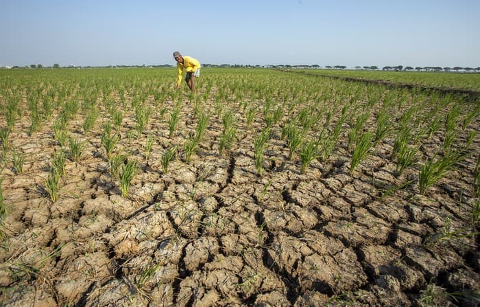 Perlunya Diversifikasi Pangan di Tengah Kuatnya El Nino