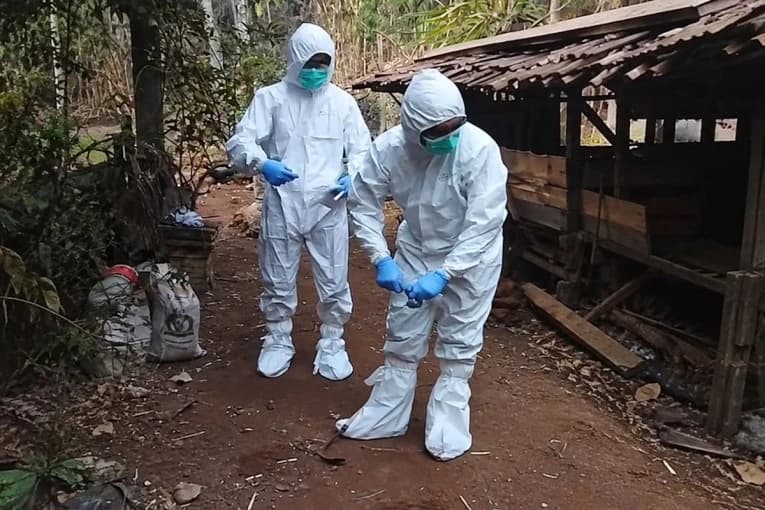 Risiko Penularan Antraks dan Tradisi Brandu