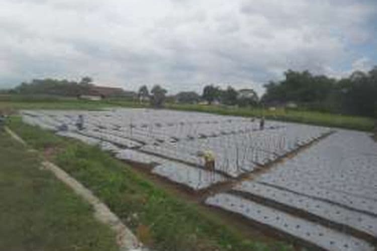 Romantika Petani Tembakau di Temanggung