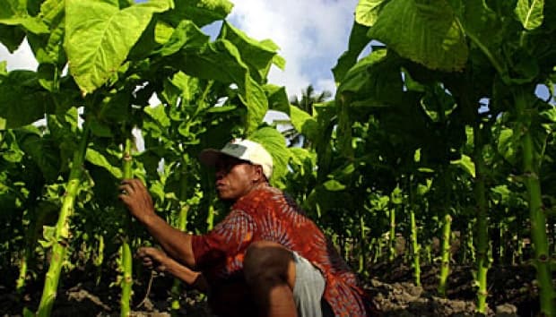 Legislasi Tembakau Aroma Korporasi