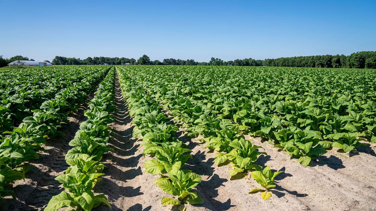 Mengenal Green Tobacco Sickness yang Mengancam Petani Tembakau