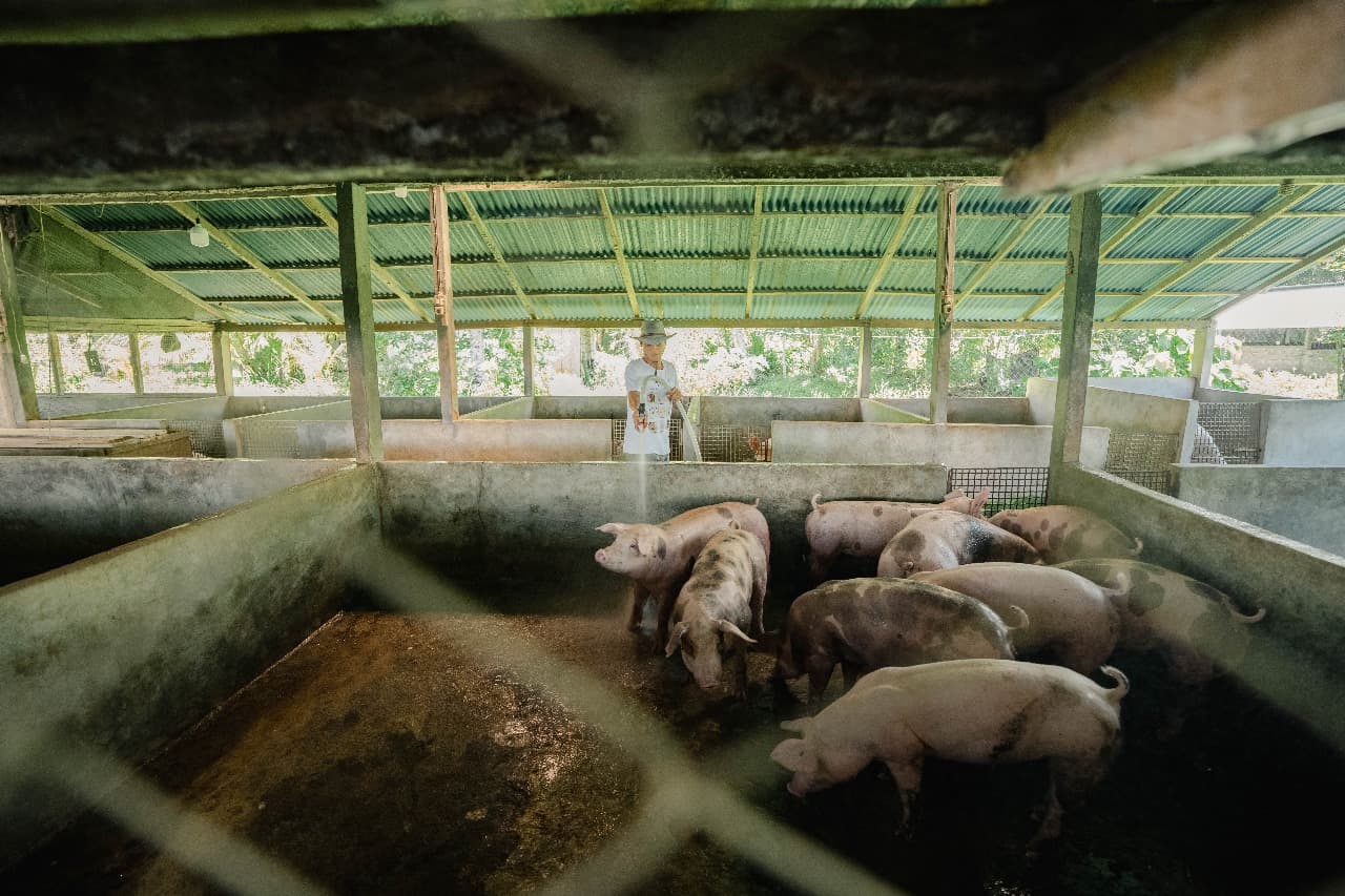Sulut Bisa Jadi Teladan Lawan Demam Babi Afrika