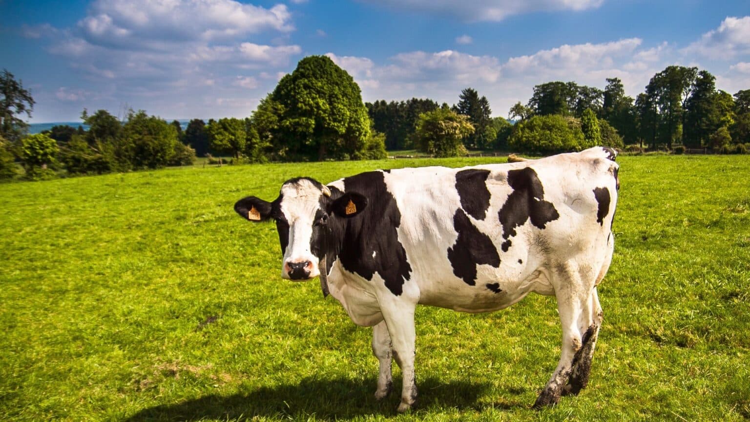 Mastitis Ancam Kesehatan dan Kualitas Susu