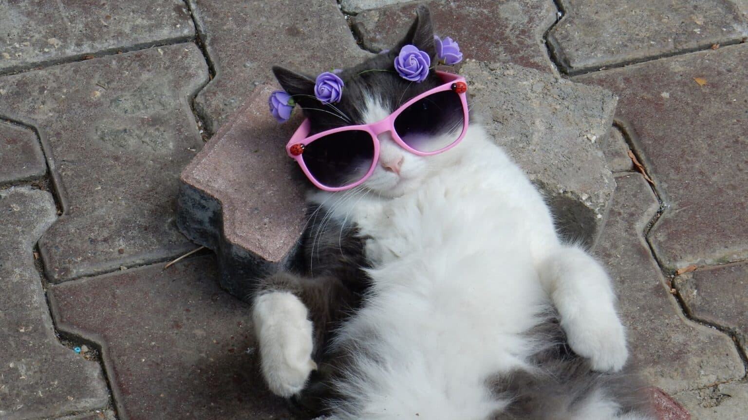 Kucing peliharaan. (Sumber foto: Canva/2025)