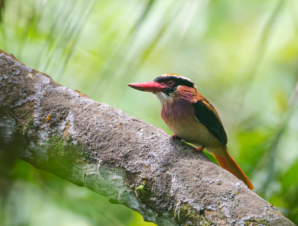 Status Burung Indonesia, 159 Spesies Terancam Punah