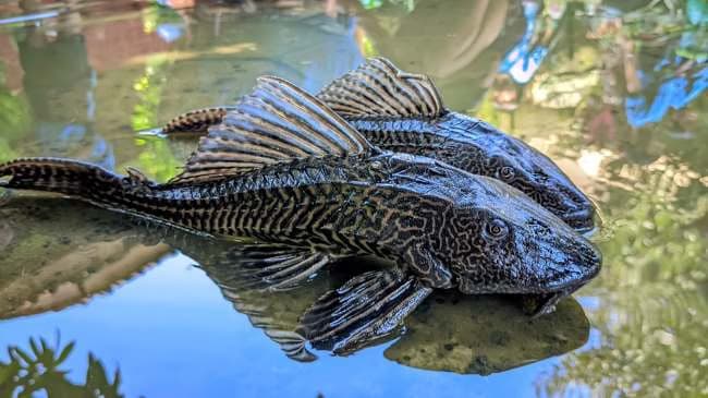 Dominasi Ikan Sapu-Sapu di Ciliwung Tunjukkan Gejala Sungai Sakit