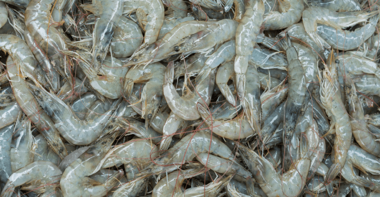 Strategi Pengelolaan Lingkungan untuk Masa Depan Budi Daya Udang