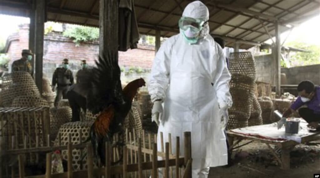 Flu Burung H5 Muncul di Australia, Indonesia Harus Perkuat Biosekuriti
