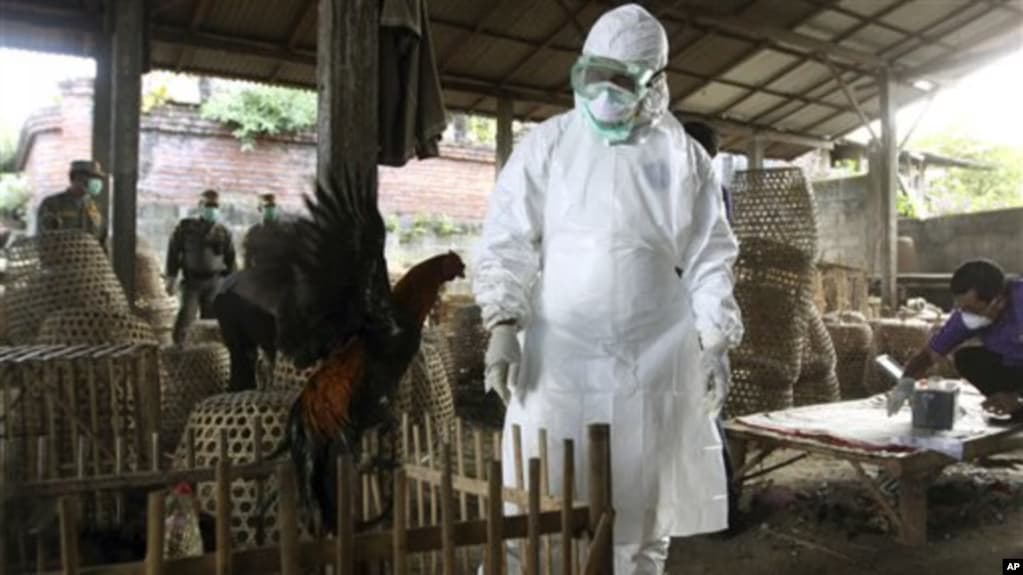 Flu Burung H5 Muncul di Australia, Indonesia Harus Perkuat Biosekuriti