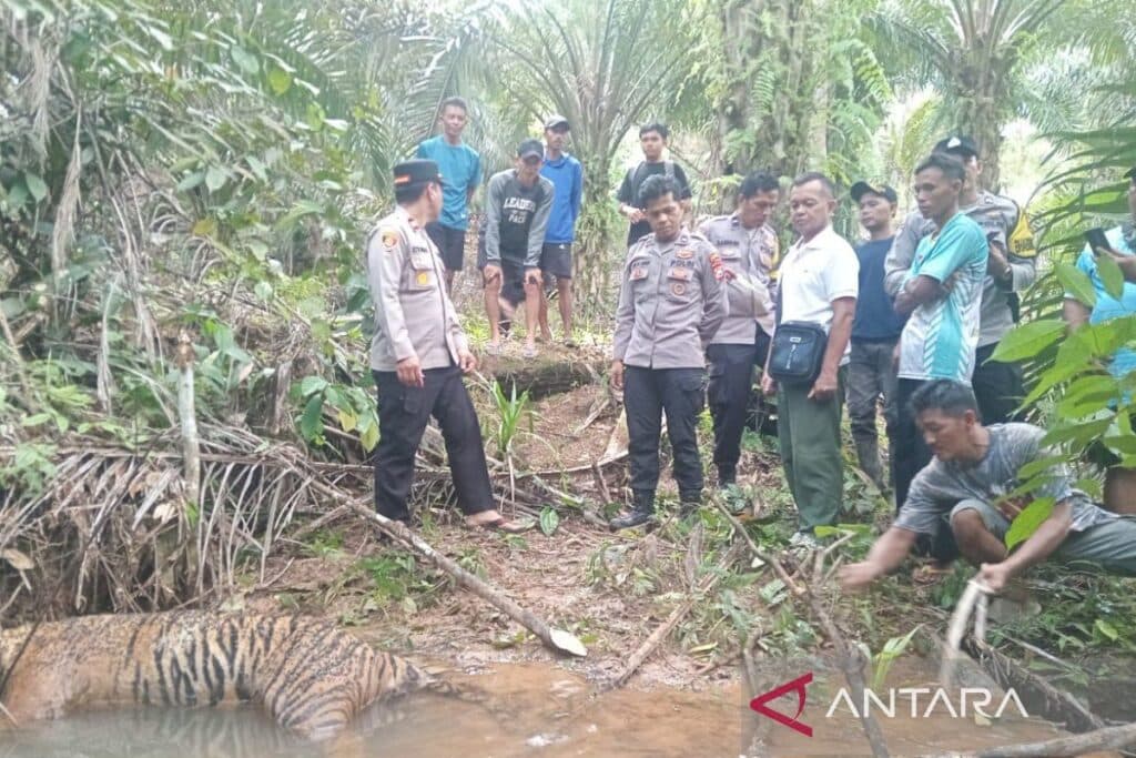 Kematian Gajah dan Harimau Jadi Alarm Kritis Konservasi Satwa di Sumatra