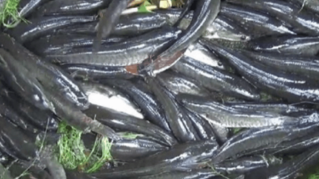 Kandungan Albumin Ikan Gabus Dukung Penyembuhan Luka setelah Melahirkan