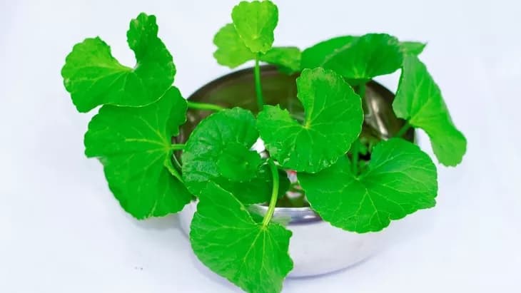 Kencur Hitam dan Daun Pegagan Mampu Mengurangi Radang Saraf Mata