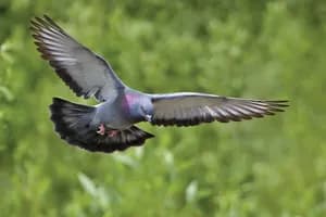 Burung Liar Masuk Ruang Perawatan, Berisiko Penyebaran Penyakit