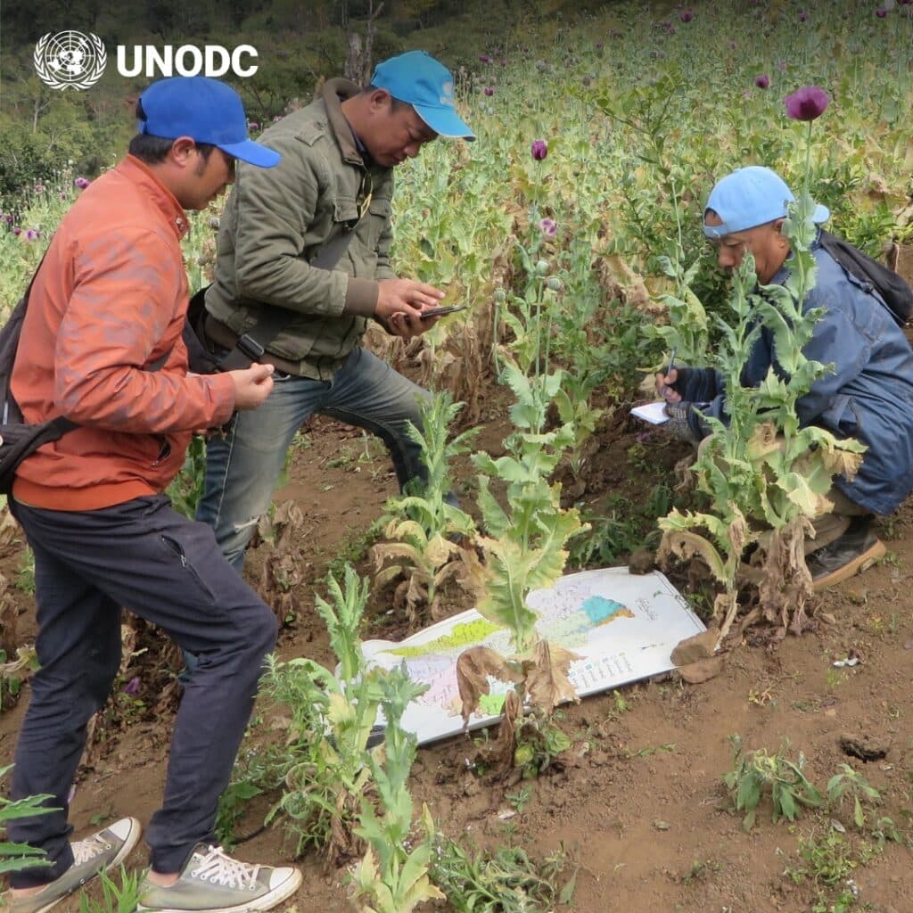 Laporan Narkoba Dunia UNODC Tahun 2026