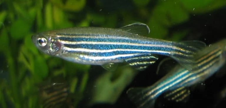 Ikan Zebra Berpotensi untuk Hewan Model Riset Biomedis