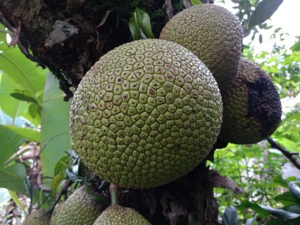 Sukun Berpotensi Jadi Superfood Lokal dan Pangan Masa Depan Indonesia