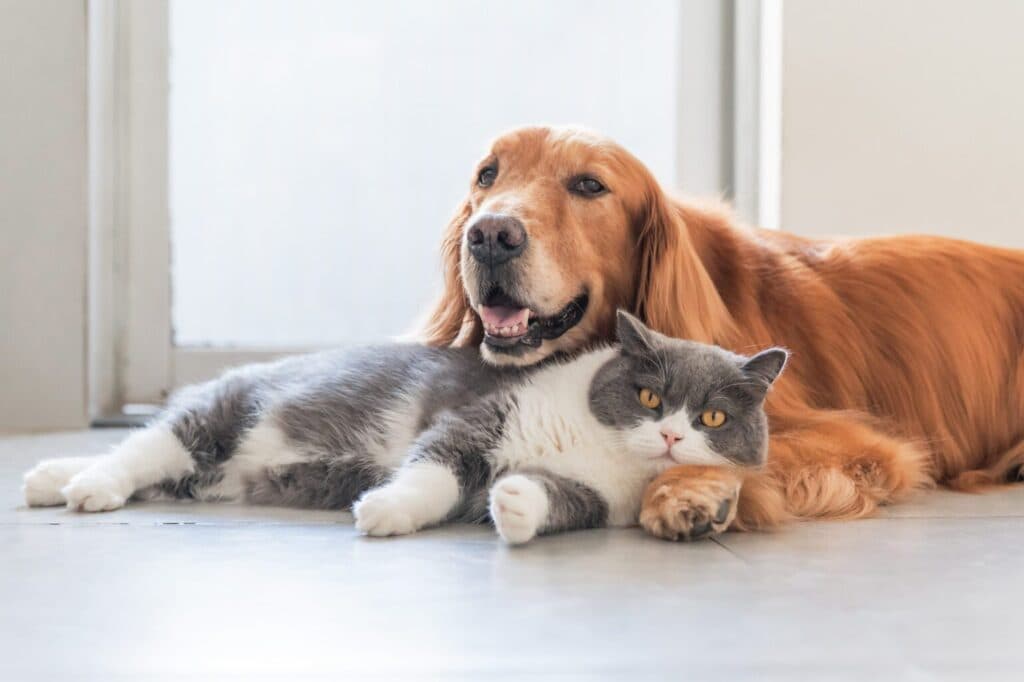 Pilih Pelihara Kucing atau Anjing, Ini Beda Karakternya
