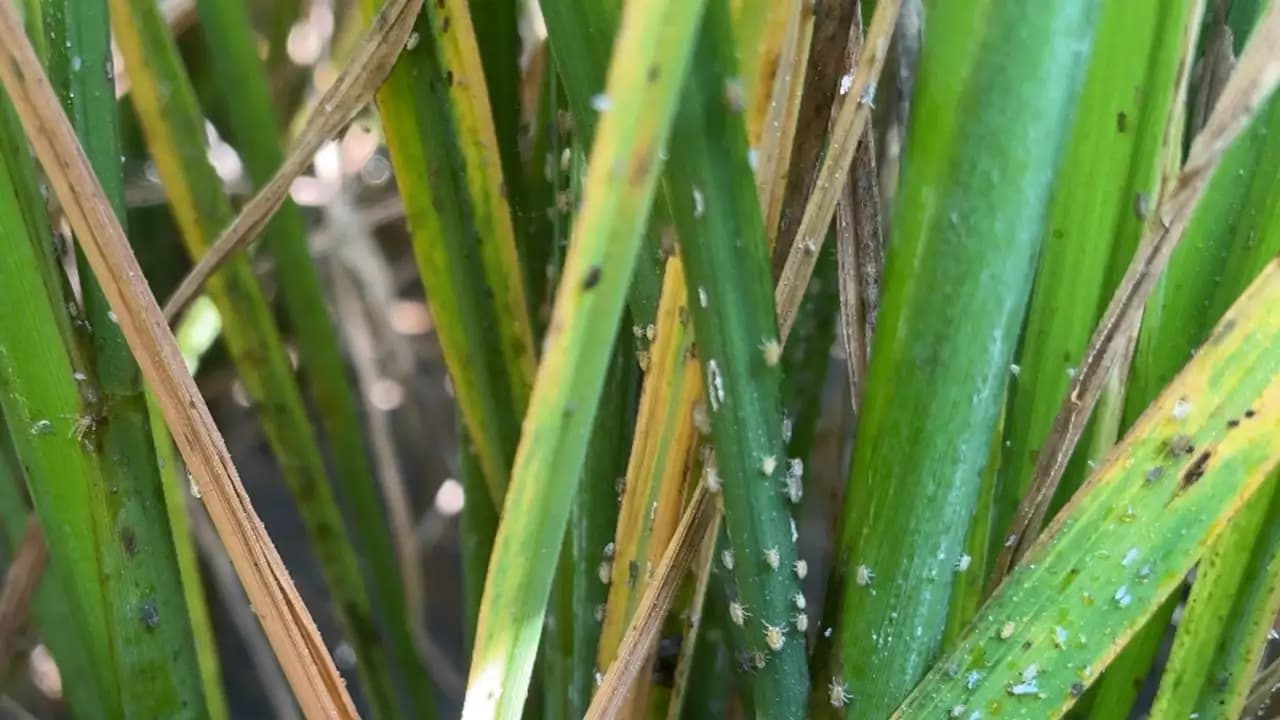 Hama Wereng Ancam Produksi Padi, BRIN Dorong Petani Terapkan Cara Ini