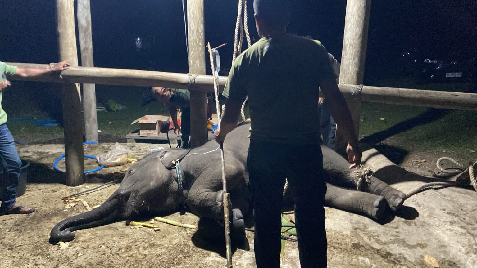 Kematian Gajah Yuna, BKSDA Aceh Perkuat Deteksi Dini Serangan Virus
