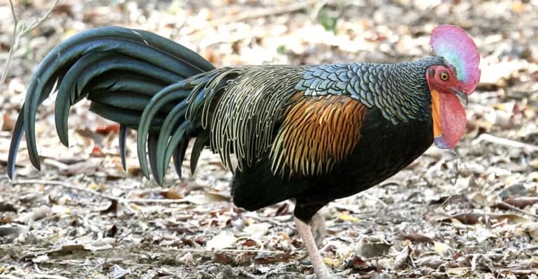 Perburuan dan Erosi Genetik Ancam Ayam Hutan Indonesia
