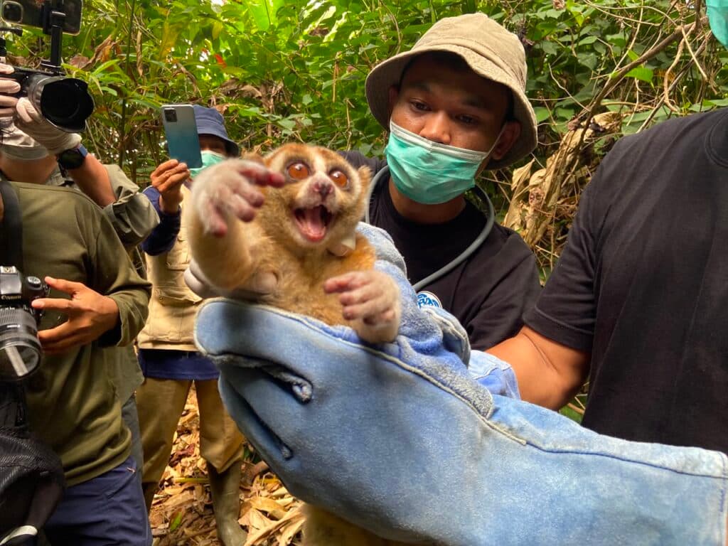 Cerita di Balik Pelepasliaran Enam Kukang Jawa ke Taman Nasional Ujung Kulon