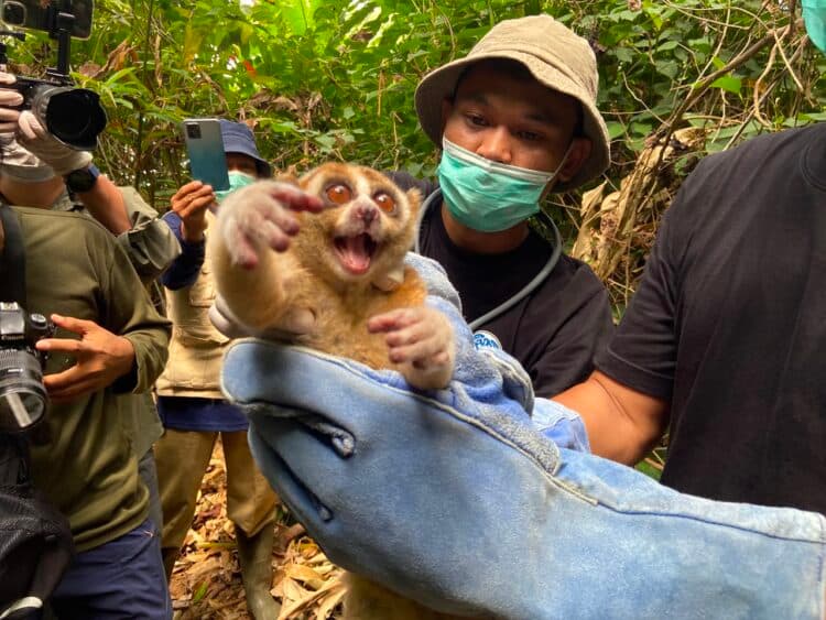 Cerita di Balik Pelepasliaran Enam Kukang Jawa ke Taman Nasional Ujung Kulon
